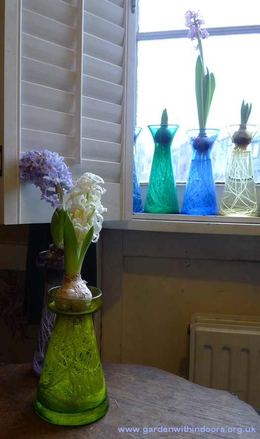 forced hyacinths