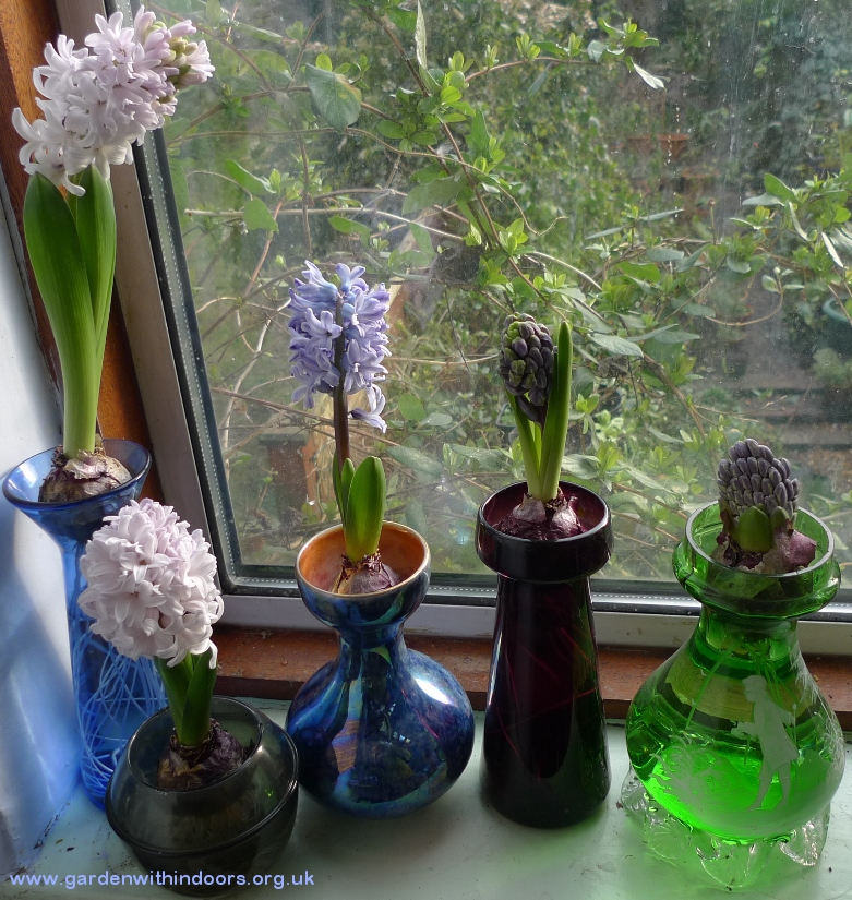 forced hyacinths in hyacinth vases