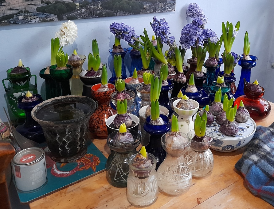 forced hyacinth in hyacinth vases