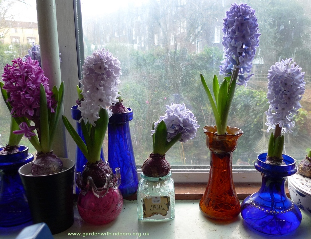 forced hyacinths in hyacinth vases