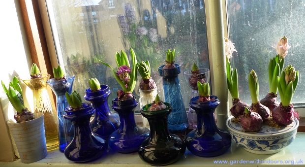 forced hyacinths in hyacinth vases
