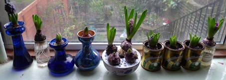 forced hyacinths in bud
