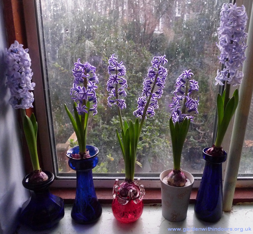 hyacinths