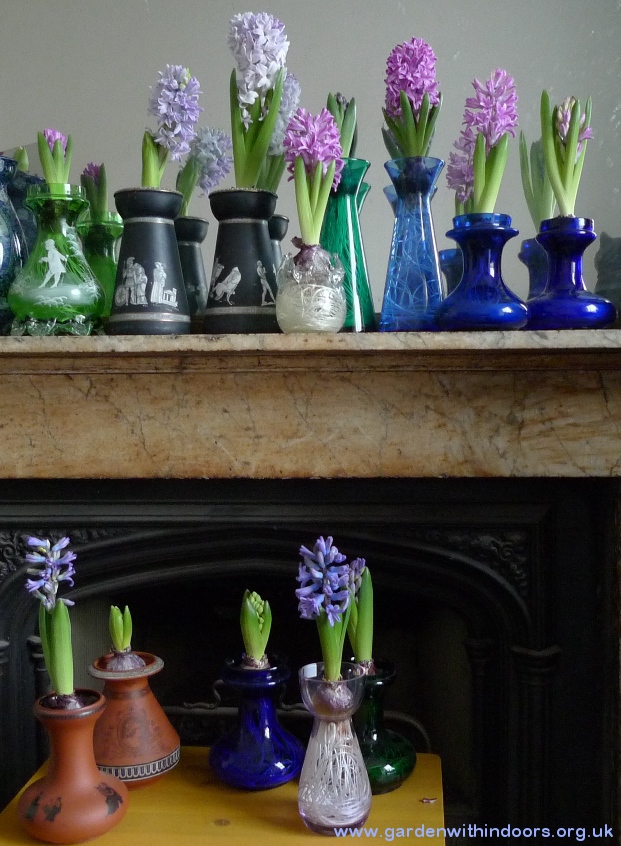 hyacinths in bloom in hyacinth vases