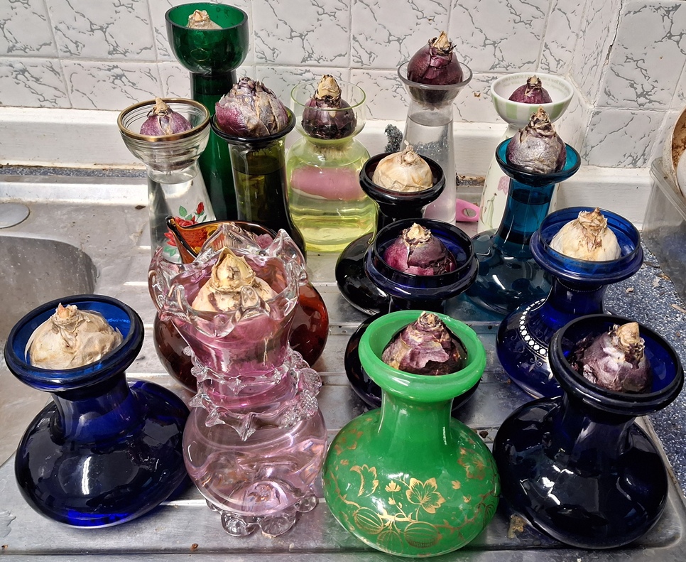 hyacinth vases