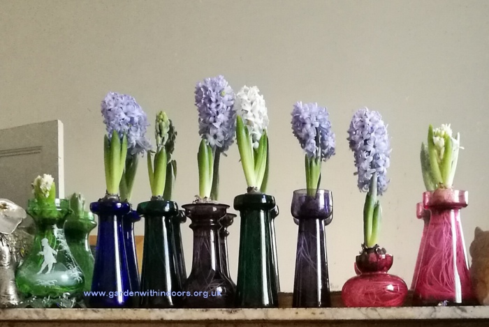 forced hyacinths in hyacinth vases