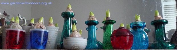 hyacinth vases