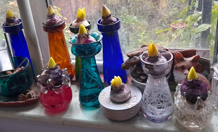forced hyacinths in vases out of the dark for Christmas