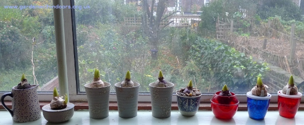 hyacinth vases 