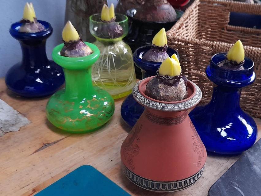 forced hyacinths in vases out of the dark for Christmas