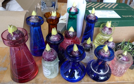 hyacinth bulbs in hyacinth vases