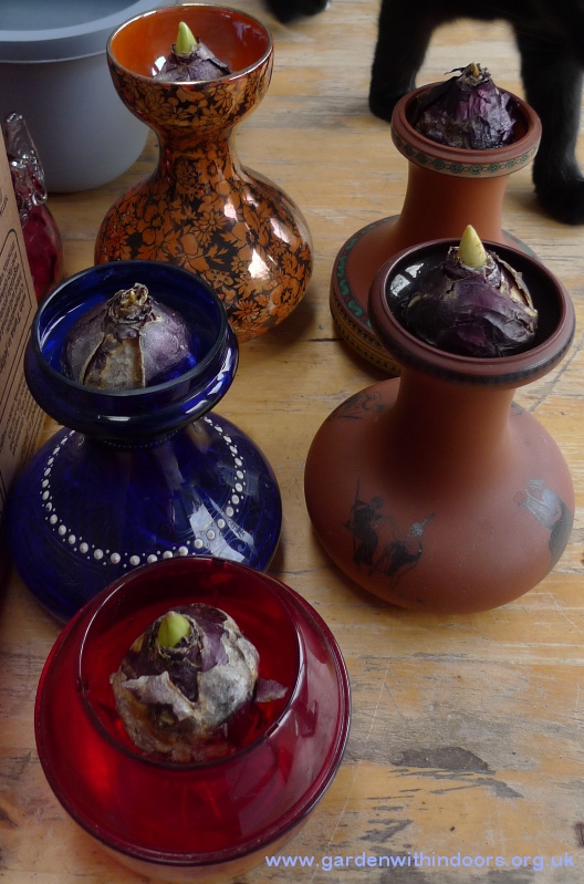 hyacinth vases