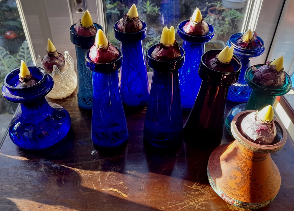 hyacinths