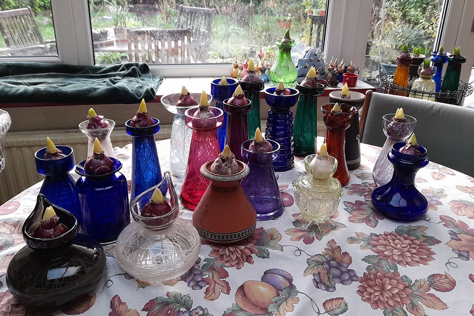 hyacinth vases