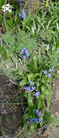 spent indoor hyacinths blooming outside