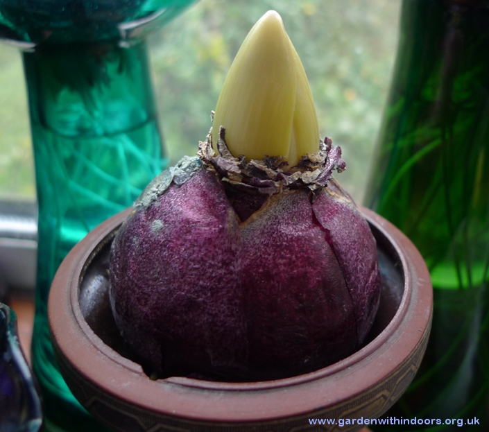 forced hyacinth ready to come out of the dark for Christmas