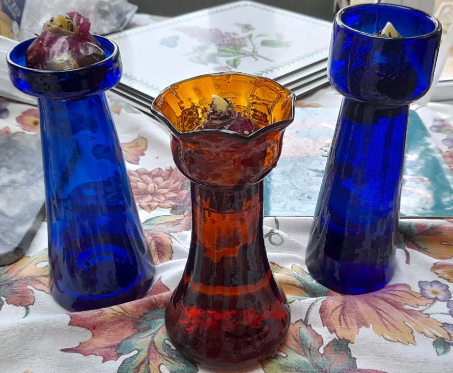 hyacinth vases with hyacinth bulbs