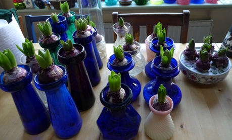 hyacinths week out of cellar