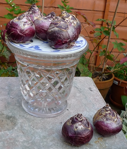 improvised bulb pot