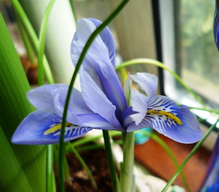 iris