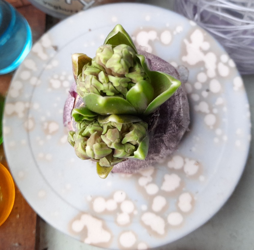 jan bos hyacinth buds