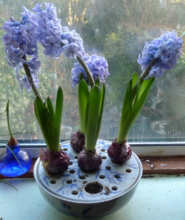 large bulb bowl