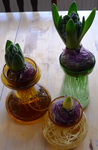 large hyacinth bulbs