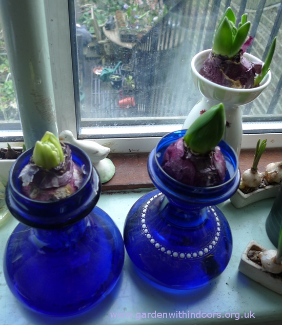 forced hyacinths in hyacinth vases