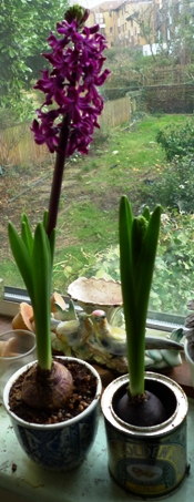 late hyacinths