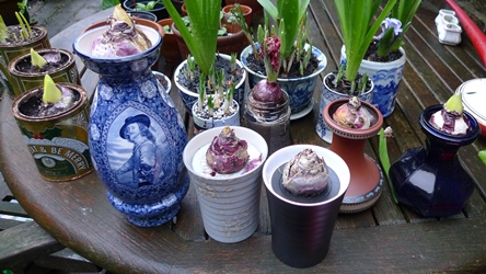 hyacinth vases