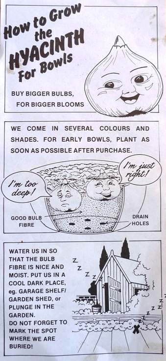 How to Grow the Hyacinth for Bowls side 1