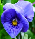 garden withoutdoors