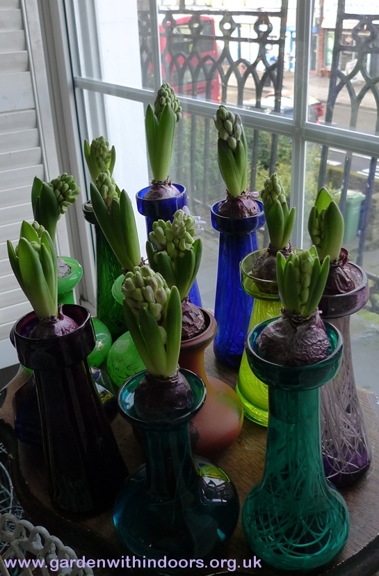forced hyacinth buds
