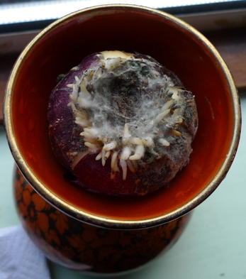 mouldy hyacinth bulb
