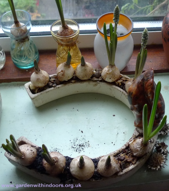 forced muscari