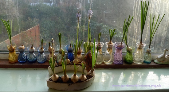 forced muscari bulbs