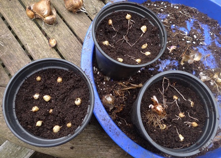 muscari bulblets