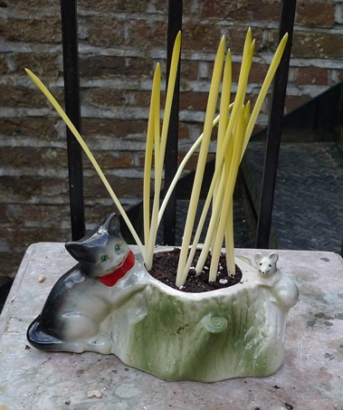 muscari in cat pot