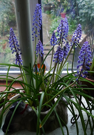 muscari