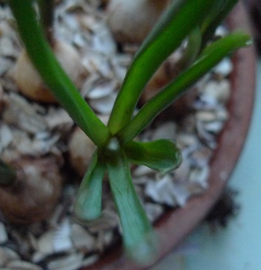 muscari