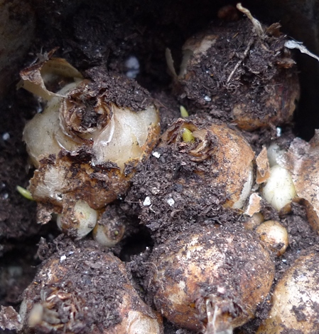 muscari bulbs