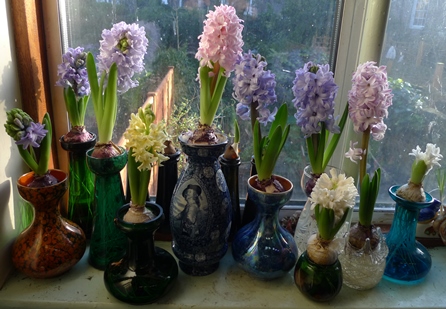 hyacinths in forcing vases