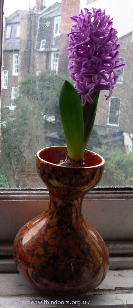 Sainsburys forced hyacinth bulb