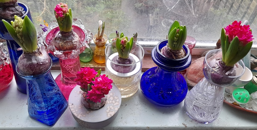 hyacinths