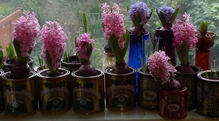 pink pearl hyacinths