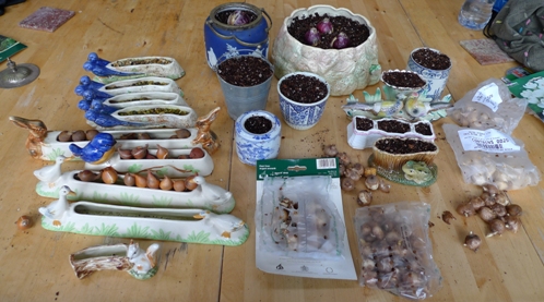 pots and troughs with bulbs for forcing