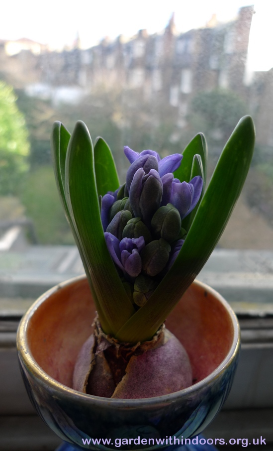forced hyacinth buds