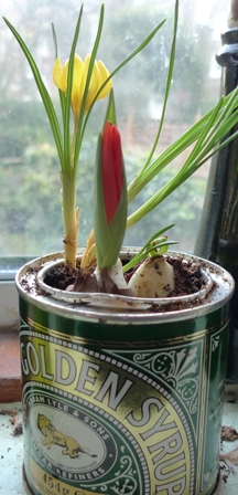red tulip bud
