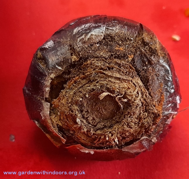 rotten hyacinth bulb