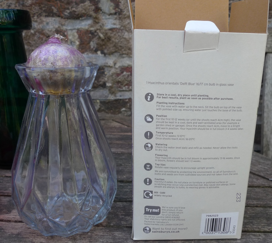sainsburys hyacinth vase